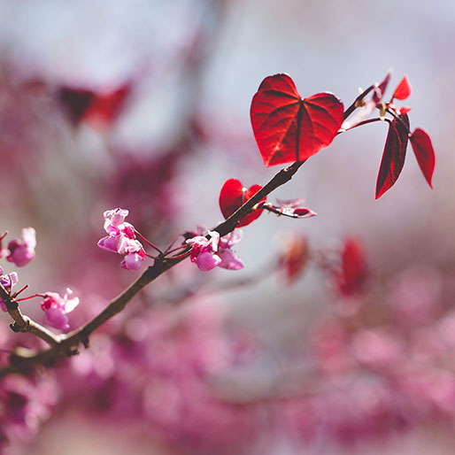 portfolio-heart-leaf